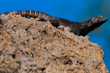 Lizard on top of the rocks