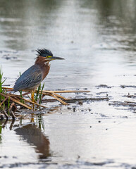 Green Heron Fishing