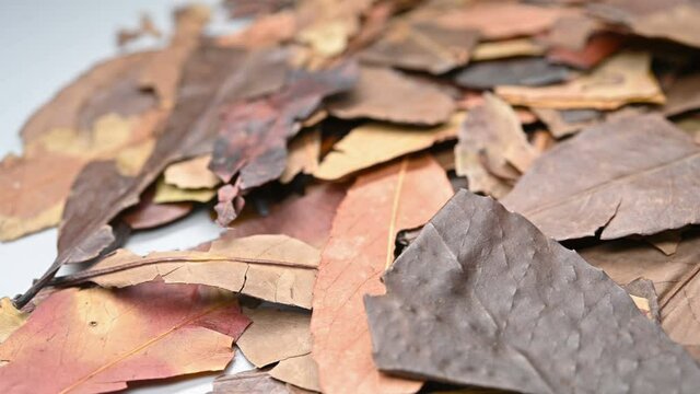 angle pan herb SiJiQing or Ilicis Chinensis Folium or Purple flower Holly Leaf