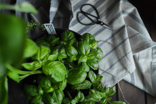 Fresh Basil in a Pot