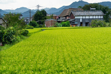 Fototapeta na wymiar thatched roof house is over a paddy field in Saga prefecture, JAPAN.