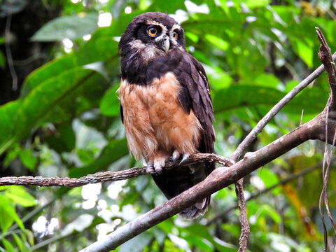 Spectacled Owl (Pulsatrix perspicillata) 
This picture of this Spectacled owl was taken in the rainforest in Arenal, Costa Rica. 