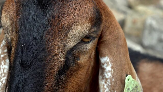 Extreme close-up of anglo-nubian goat with shiny fur