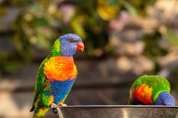 Rainbow Lorikeets in a garden, Hughes, ACT, August 2021