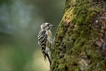 木を突こうとするキツツキ