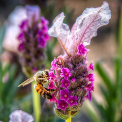 Bee Patient
