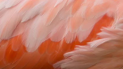 Fotobehang pink flamingo bird feathers © Duane