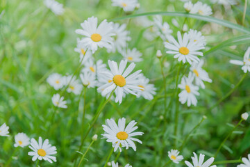 Fototapeta na wymiar Closeup of daisy flower on green meadow.