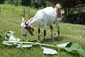 goats in a meadow of a goat farm.