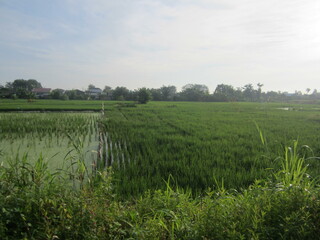 Nature rice field view in the morning