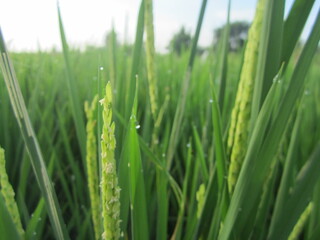 Close up of paddy rice seed with rice fields in the background
