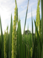 Close up of paddy rice seed with rice fields in the background