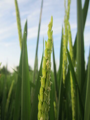 Close up of paddy rice seed with rice fields in the background