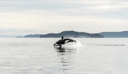 Fotobehang Orca Springende voorbijgaande orka, jacht op bruinvissen, Johnstone Strait, North Vancouver Island, Canada