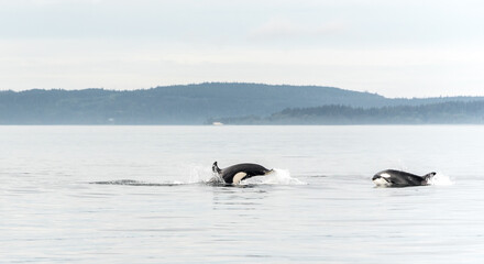 Jumping Transient Orca, hunting porpoises, Johnstone Strait, North Vancouver Island, Canada