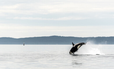 Fototapeta premium Jumping Transient Orca, hunting porpoises, Johnstone Strait, North Vancouver Island, Canada