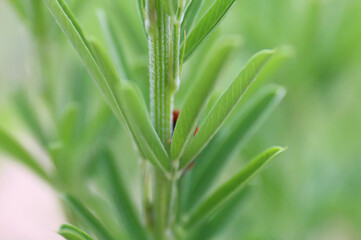 茎に隠れるてんとうむし