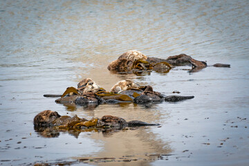 Southern sea otters enjoying life on the Central California Coast