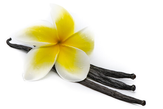 Tahitian vanilla pods and flower