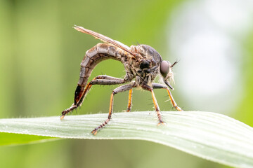 macro shot of a robber fly