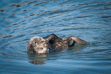 Fototapeta premium Southern sea otters enjoying life on the Central California Coast
