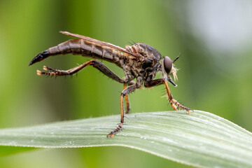 robber fly on leaf