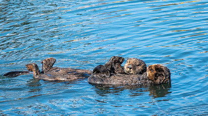 Fototapeta premium Southern sea otters enjoying life on the Central California Coast