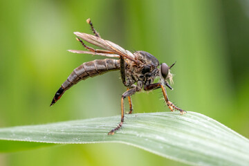 macro of a robber fly