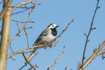 bird sitting on a tree branch