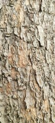 Tree Bark Texture on Closeup