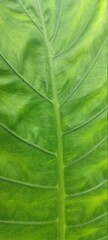 Leaf Texture on a Closeup