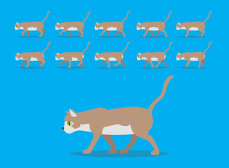 Animal Animation Sequence Cat Burmilla Cartoon Vector Fawn Coat