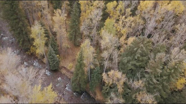 Drone aerial over Aspen Colorado in the fall season. 