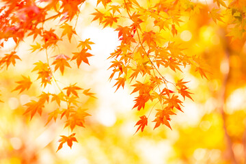 Fototapeta na wymiar 日本の秋