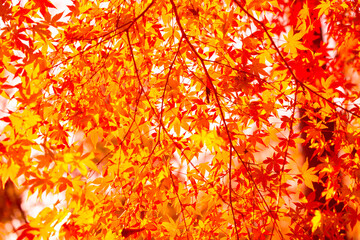 Autumn leaves