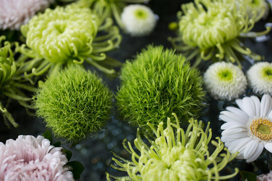 Dianthus barbatus and chrysanthemums floating in water