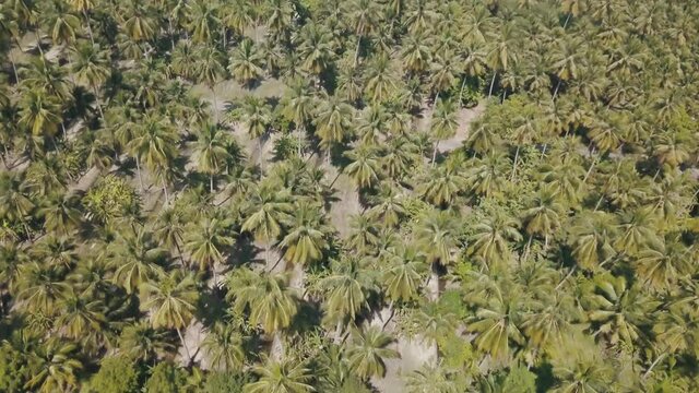 Aerial over coconut plantation in south east Asia. 