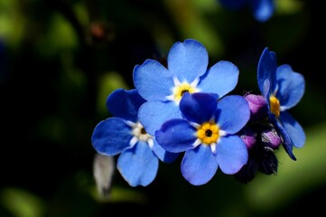 Fototapeta na wymiar extreme close up of blue forget me not flowers