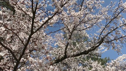 京都御苑 桜 満開 京都