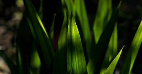close up of green grass
