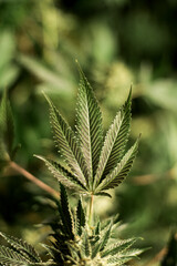 The five point leaf of a cannabis plant.