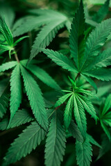 Cannabis Leaf on Plant
