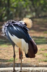 grey crowned crane