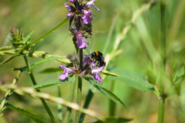 Bee on marsh woundwort in bloom closeup view of it