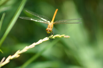 Dragonfly on a plant closeup view with green blurred background