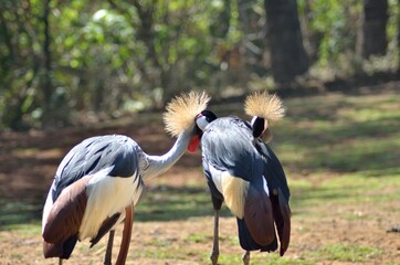 grey crowned crane