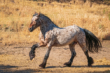 Obraz na płótnie Canvas Beautiful Horses 