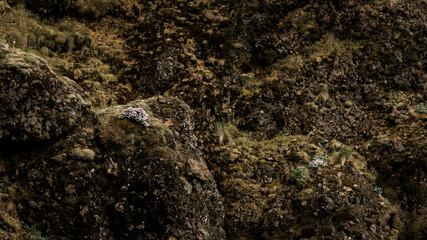 Lichen and Moss and succulents grow out of a rock wall.