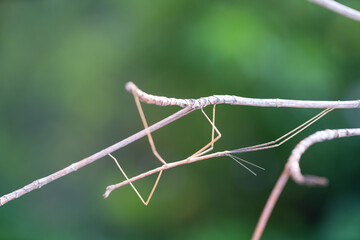 Walking stick insect or Phasmids (Phasmatodea or Phasmatoptera) also known as stick insects,...