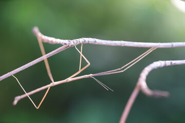 Walking stick insect or Phasmids (Phasmatodea or Phasmatoptera) also known as stick insects,...